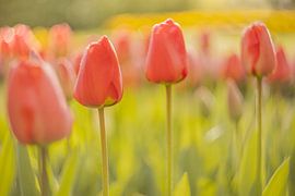 Rote Tulpen in einer Blumenlandschaft von Andy Luberti