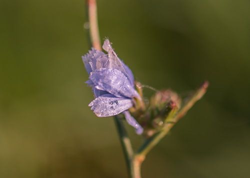 beautiful wild flower