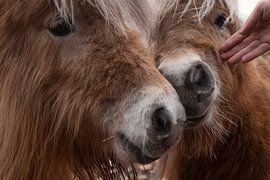 Kuscheln auf der Wiese: Intimer und warmer Moment zwischen Tieren von Elianne van Turennout