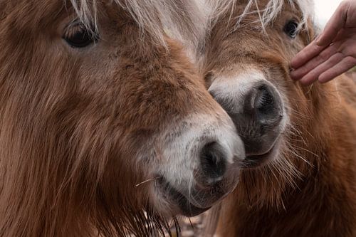 Knuffelen in de Wei: Intiem en Warm Moment tussen Dieren
