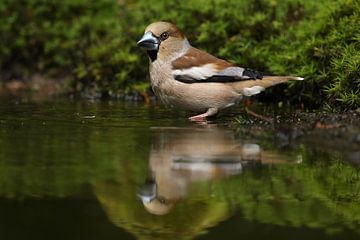 Appelvink (Coccothraustes coccothraustes) van Ronald Pol