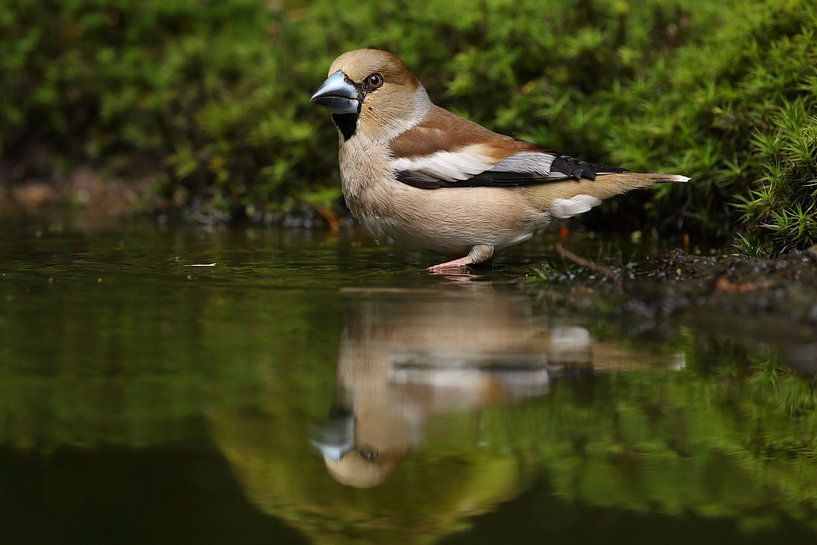 Appelvink (Coccothraustes coccothraustes) van Ronald Pol