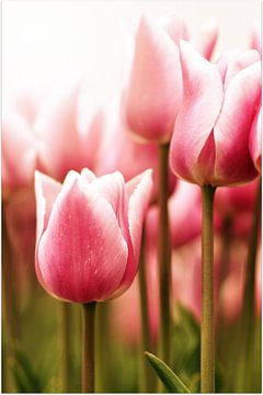 Tender Tulip van Corina de Kiviet