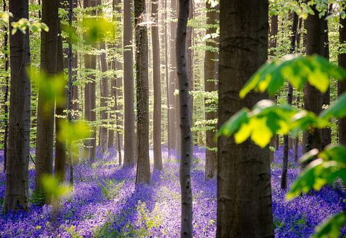Lentebloei in het Sprookjesbos