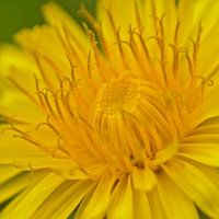 Paardebloem macro