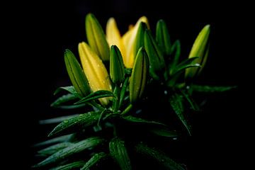 Yellow Asiatic lily by John Linders