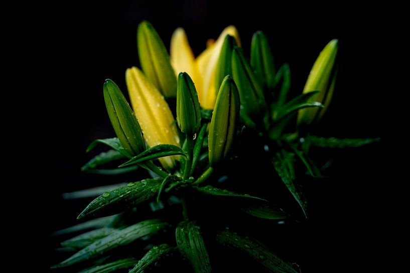 Lys asiatique jaune par John Linders