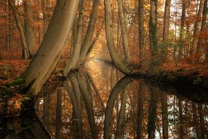 Réflexions d'automne sur Martin Podt