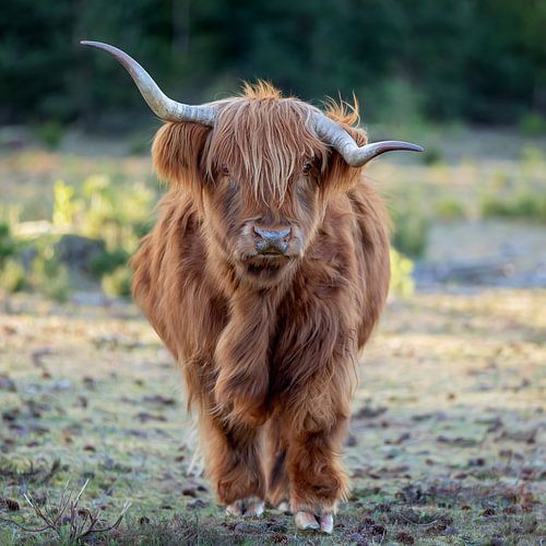 Perfekte Unvollkommenheit