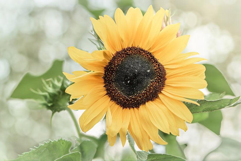 Sonnenblume im Bokeh von Patricia van Kuik