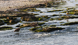 Vergängliche Fluss-Idylle mit Wildgänsen am Mittelrhein von Helmut Martin - The Art of Stone - Steinkunst & Photographie