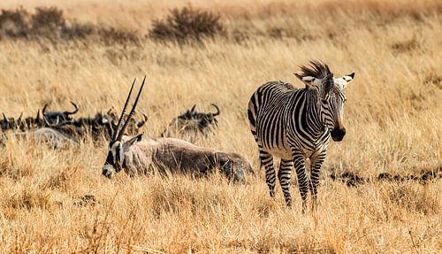 Zebra: Landschap Afrika...