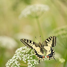 Koninginnepage (Papilio machaon) op fluitenkruid van Moetwil en van Dijk - Fotografie