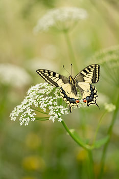 Schmetterlingskönigin (Papilio machaon) auf Kuh-Petersilie