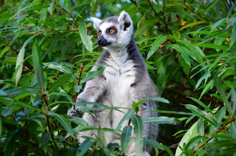 Ringstaartmaki by Martijn Alexander