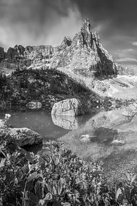Bergblumen am Sorapis See in den Dolomiten in schwarzweiß