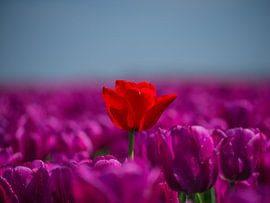 tulp, rood in een zee van paars by Chris van Es