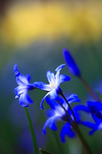 Charming scilla