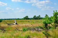 Natuurlandschap met oude boomstronk en een blauwe lucht