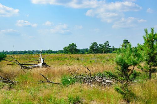 Natuurlandschap met oude boomstronk en een blauwe lucht