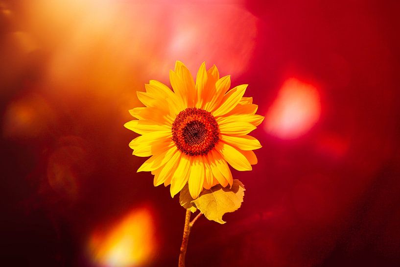 un tournesol avec un peu plus d'imagination par Ribbi