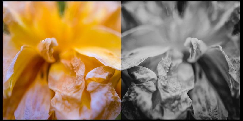 diptych  by Huibert van der Meer