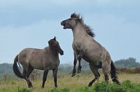 Konikpaarden
