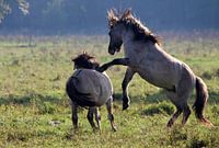 Fighting wild Konik horses