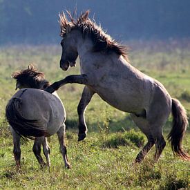 Fighting wild Konik horses sur Ger Bosma