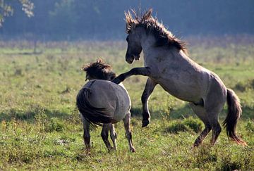 Kämpfende Konik Pferde von Ger Bosma