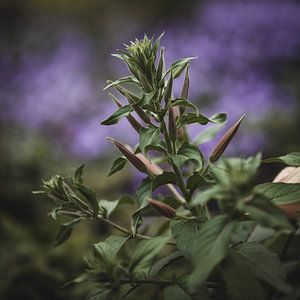 Teunis bloem in het paars