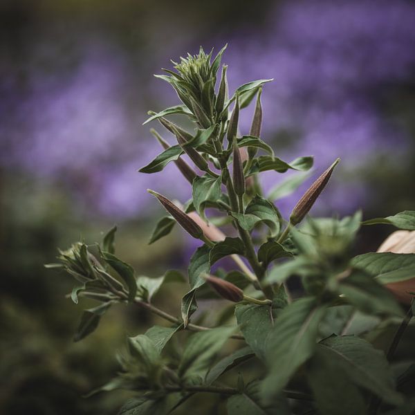 Teunis bloem in het paars van Van Renselaar Fotografie