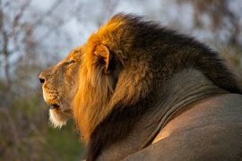 Leeuw by Willem Vernes