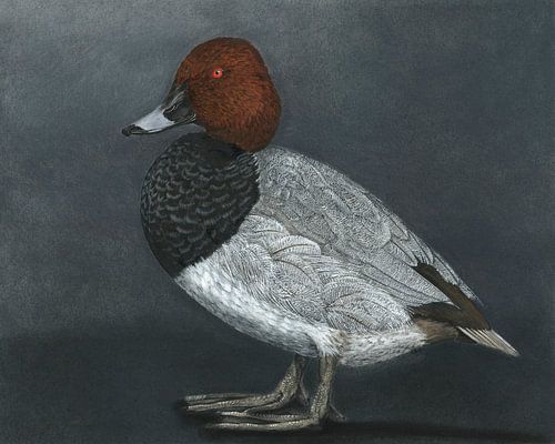 Pochard, Aythya ferina