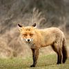 Un renard à la recherche de nourriture sur Rene van Dam