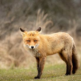 A fox looking for food by Rene van Dam