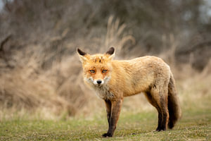 Ein Fuchs auf Nahrungssuche