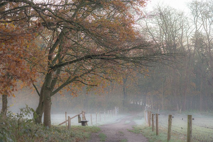 cold autumn walk by Tania Perneel