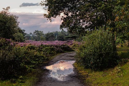 It Mandefjild Bakkeveen Heide