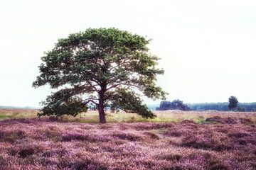 Einsam auf der Heide