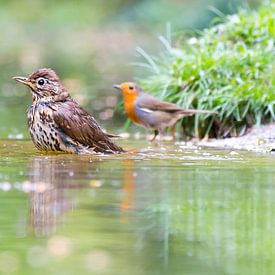 lijster met roodborst van Ria Bloemendaal