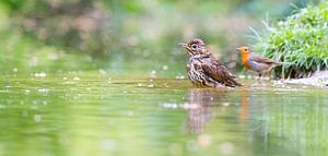 lijster met roodborst van Ria Bloemendaal