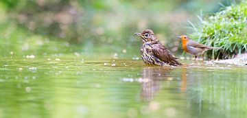 thrush with robin by Ria Bloemendaal