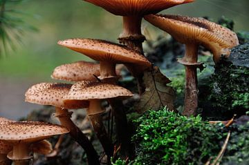 Paddenstoelen op boomstronk van Fred van den Brink