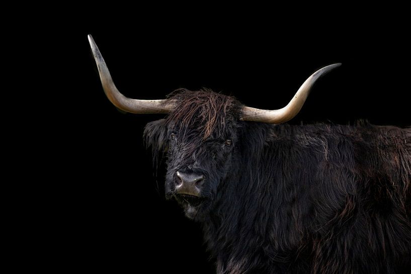 Scottish Highlander, portrait en noir par Gert Hilbink