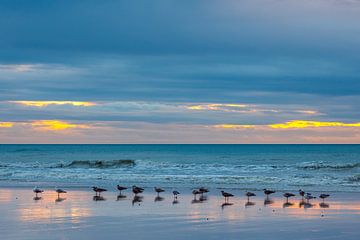 Meeuwen op het strand bij zonsondergang van Roland Brack