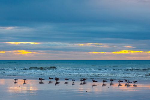 Meeuwen op het strand bij zonsondergang