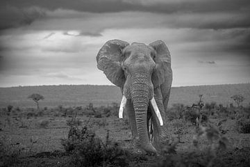 Afrika von Pim van Galen