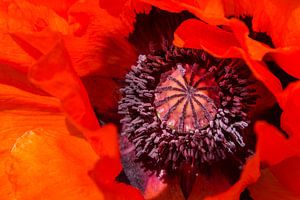 Rode klaproos, Papaver orientale  von 7Horses Photography