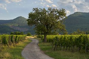 Vignoble à Elsas avec les Vosges en arrière-plan (paysage)